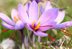 Mudas de Açafrão Verdadeiro - Crocus sativus - comprar online
