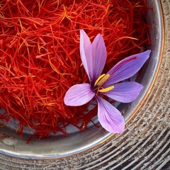 Bulbos de Açafrão Verdadeiro - Crocus sativus - comprar online