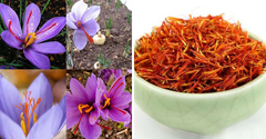 Mudas de Açafrão Verdadeiro - Crocus sativus - Plantamundo