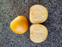 Mana Cubiu - Cocona - Solanum sessiliflorum - comprar online