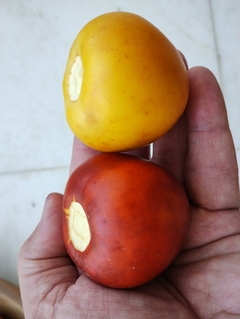 Mana Cubiu - Cocona - Solanum sessiliflorum - Plantamundo