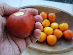 Mana Cubiu - Cocona - Solanum sessiliflorum