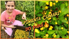 Pimenta Cumari do Pará - Capsicum annuum - comprar online