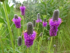 Purple Praire Clover - Trevo Roxo Das Pradarias - Flor - Plantamundo