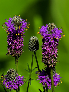 Purple Praire Clover - Trevo Roxo Das Pradarias - Flor na internet