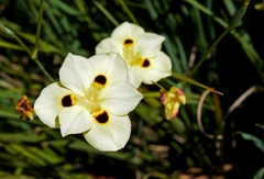Lirio Africano - Dietes bicolor - Flor