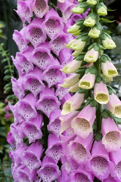 Dedaleira - Digitalis purourea - Flor - comprar online