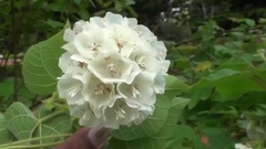 Hortensia de Arvore Branca - Astrapeia Branca - Dombeya Branca - Dombeya ealichii alba - Estacas