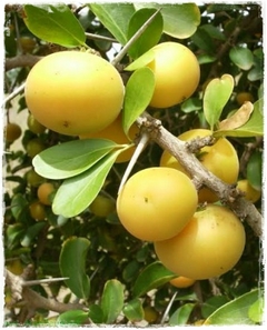 Damasco Tropical - Kei Apple - Umkolo - Dovyalis caffra fruta africana rara - comprar online