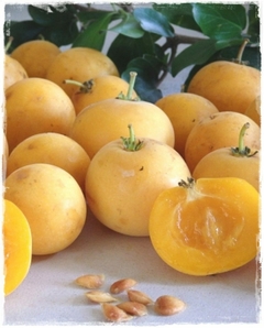 Damasco Tropical - Kei Apple - Umkolo - Dovyalis caffra fruta africana rara