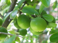 Damasco Tropical - Kei Apple - Umkolo - Dovyalis caffra fruta africana rara