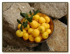 Imagem do Damasco Tropical - Kei Apple - Umkolo - Dovyalis caffra fruta africana rara