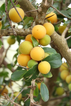 Damasco Tropical - Kei Apple - Umkolo - Dovyalis caffra fruta africana rara - Plantamundo