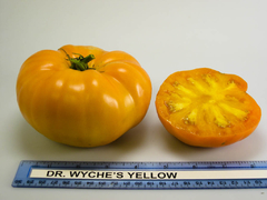 Tomate Gigante Amarillo Dr Wyches - Heirloom USA