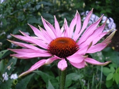 Echinacea purpurea - Flor de Cone - Flor - Erva medicinal