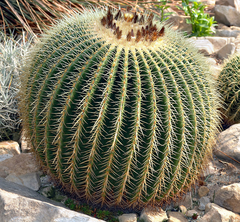 Cacto Bola - Cacto Cadeira de Sogra - Echinocactus grusonii