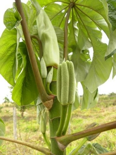 Embauba - Frutífera - Paisagismo