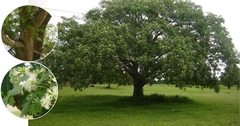 Imagem do Tamboril - Enterolobium contortisiliquum - árvore