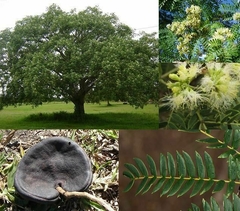 Tamboril - Enterolobium contortisiliquum - árvore na internet