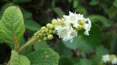 Erva baleeira - Planta Caldo Knorr - Cordia verbenacea - Medicinal e culinária