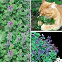 Erva dos Gatos - Erva Gatuna - Catnip - Nepeta cataria - comprar online