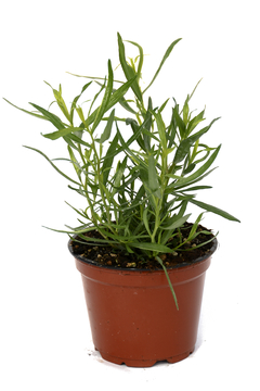 Estragão - Estragão Russo - Artemisia dracunculus - Erva culinária