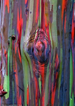 Imagem do Eucalipto Arco Iris - Eucalyptus deglupta