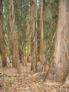 Eucalipto Azul - Eucalipto Branco - Eucalyptus glóbulus - Árvore - loja online