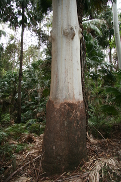 Rose Gum - Eucalyptus grandis - Plantamundo