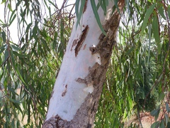 Eucalipto Vermelho - Eucalyptus camaldulensis- Árvore