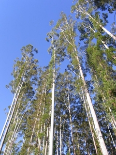 Eucalipto Urograndis - Eucalyptus urograndis- Árvore
