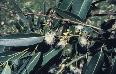 Eucalipto saligna - Eucalyptus saligna na internet