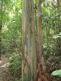 Eucalipto saligna - Eucalyptus saligna - comprar online
