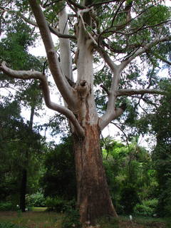 Eucalipto saligna - Eucalyptus saligna - Plantamundo