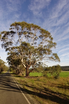 Eucalipto de Fita- White Gum - Eucalyptus viminais - Árvore na internet