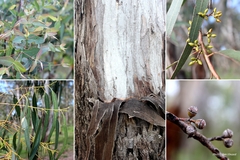 Eucalipto de Fita- White Gum - Eucalyptus viminais - Árvore - comprar online