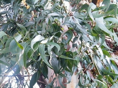 Eucalipto de Fita- White Gum - Eucalyptus viminais - Árvore