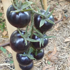 Tomate Fahrenheit Blues - Belissima e cheio de antioxidantes!