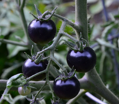 Tomate Fahrenheit Blues - Belissima e cheio de antioxidantes! - comprar online