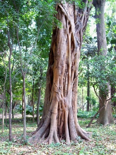 Árvore de Buda - Bo Tree - Bodhi Tree - Ficus religiosa