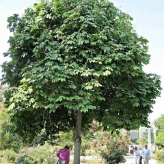 Árvore Guarda-sol Chinês - Firmiana Simplex árvore ou bonsai - comprar online