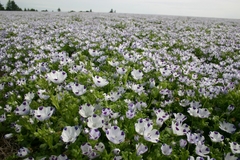 Nemofila Five Spot- Nemophila Maculata - Flor