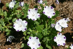 Imagem do Nemofila Five Spot- Nemophila Maculata - Flor