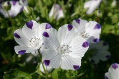 Nemofila Five Spot- Nemophila Maculata - Flor - comprar online