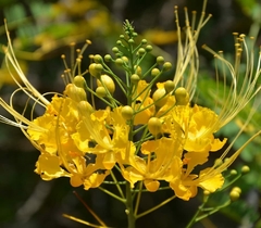 Flamboyant Mirim Amarelo - Flamboyanzinhob de Jardim Amarelo - comprar online