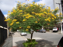 Flamboyant Mirim Amarelo - Flamboyanzinhob de Jardim Amarelo