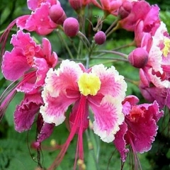 Flamboyant Mirim Rosa - Flamboyanzinhob de Jardim Rosa - Caesalpinia pulcherrima v rosa - comprar online