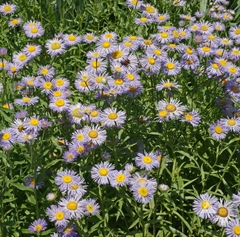 Margarida azul - Fleabane Daisy - Flor - comprar online