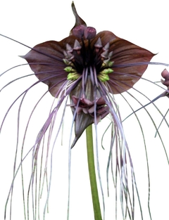 Orquidea Negra - Flor Morcego - Tacca Chantrieri