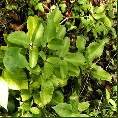 Folha da Vida - Folha da Fortuna - Bryophyllum pinnatum - Mudas